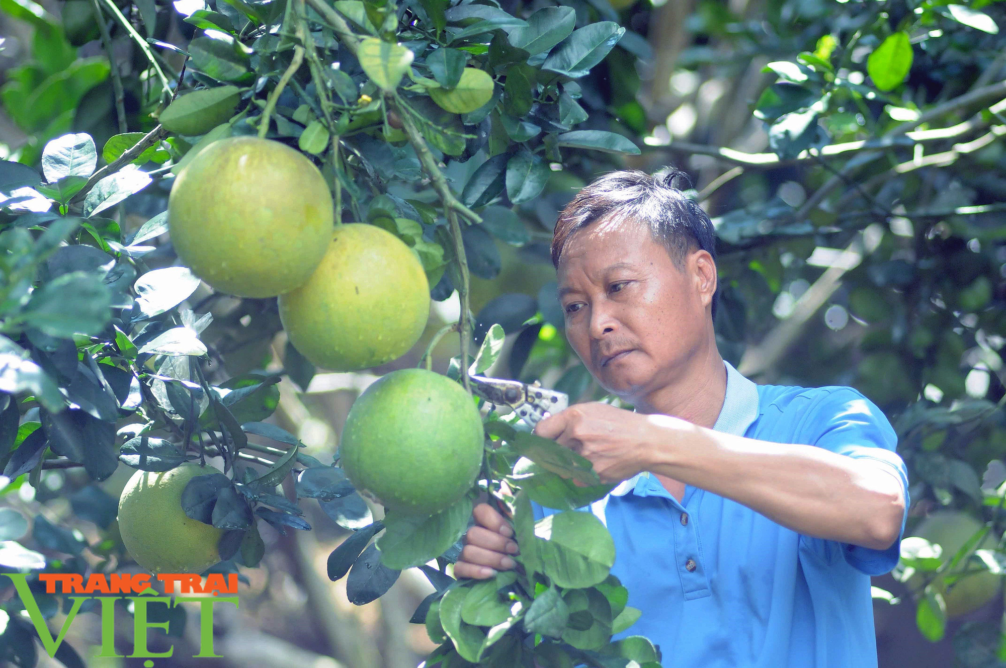 Hợp tác xã Ngọc Lan hướng đến sản xuất nông nghiệp hữu cơ - Ảnh 3.