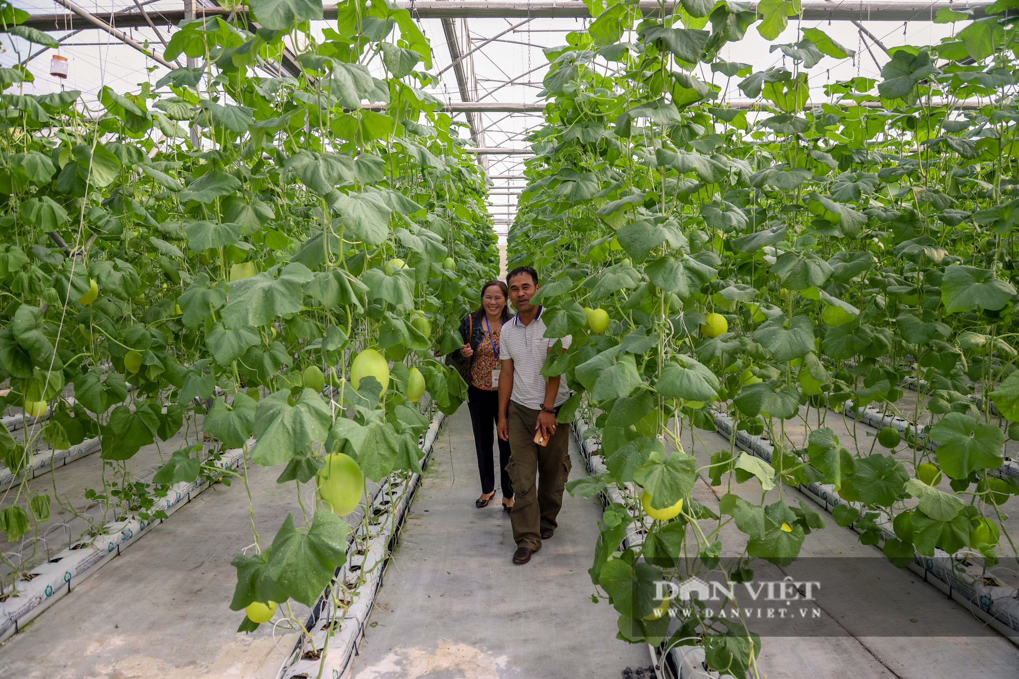 Triển khai hàng chục chương trình nghiên cứu KHCN nông nghiệp công nghệ cao ứng dụng vào nông nghiệp - Ảnh 1.