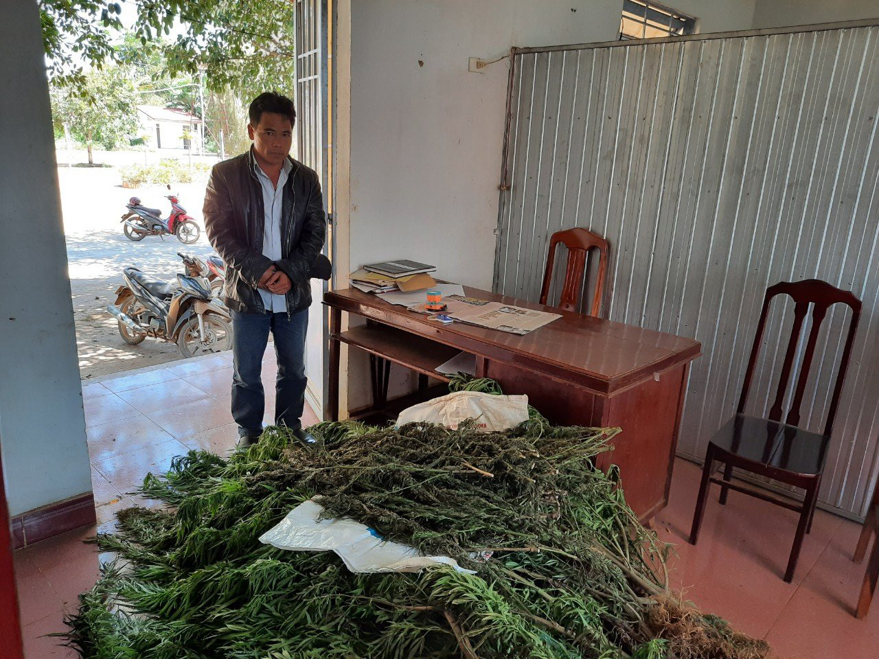 Lâm Đồng: Vì sao tình hình trồng cây chứa chất ma túy diễn biến phức tạp, một năm phát hiện hơn 800 cây cần sa - Ảnh 2.