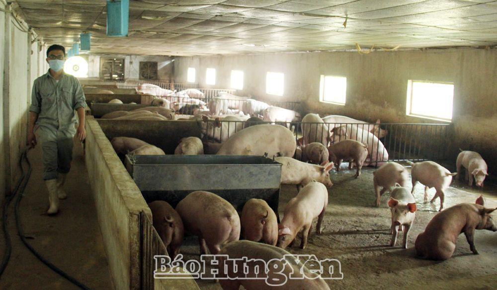 Hưng Yên: Bò, lợn bất ngờ &quot;rủ nhau&quot; tăng giá từng ngày dù còn hơn 1 tháng mới đến Tết &quot;con trâu&quot; - Ảnh 1.