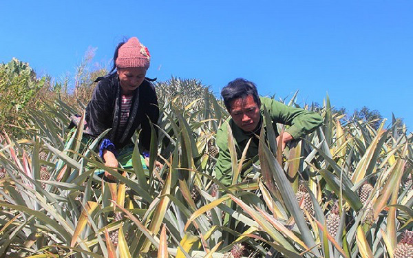 Trồng dứa nữ hoàng, đồng bào dân tộc Mường Chà thoát nghèo nhanh