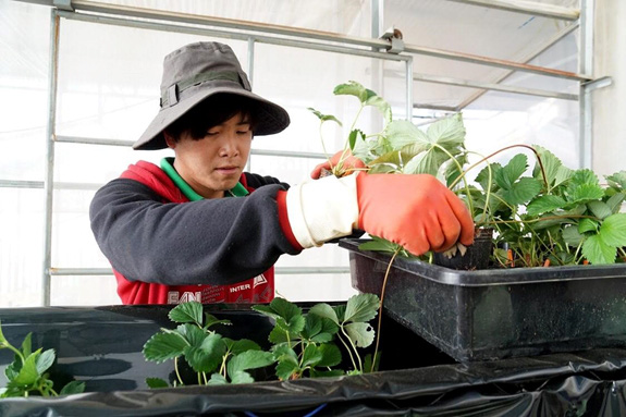 Bài 2: Bảo hiểm nông nghiệp vì sao chưa phát huy hiệu quả? - Ảnh 4. Bài 2: Bảo hiểm nông nghiệp vì sao chưa phát huy hiệu quả? - Ảnh 4.