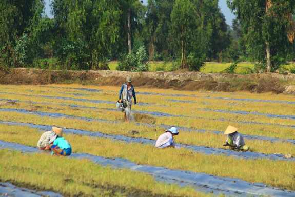 Bài 2: Bảo hiểm nông nghiệp vì sao chưa phát huy hiệu quả? - Ảnh 2. Bài 2: Bảo hiểm nông nghiệp vì sao chưa phát huy hiệu quả? - Ảnh 2.