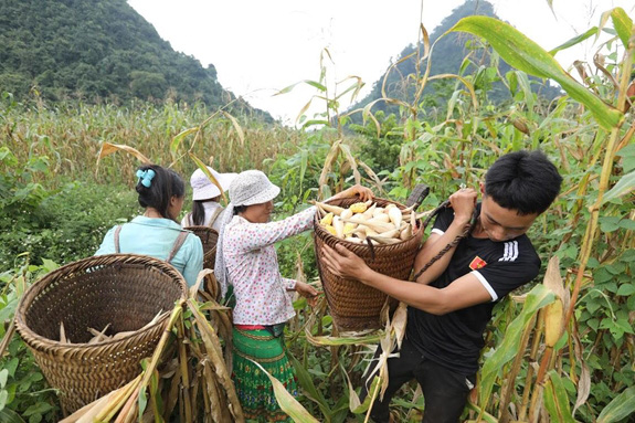 Bài 1: Nông dân “đánh cược” tài sản cho từng mùa vụ - Ảnh 6. Bài 1: Nông dân “đánh cược” tài sản cho từng mùa vụ - Ảnh 6.