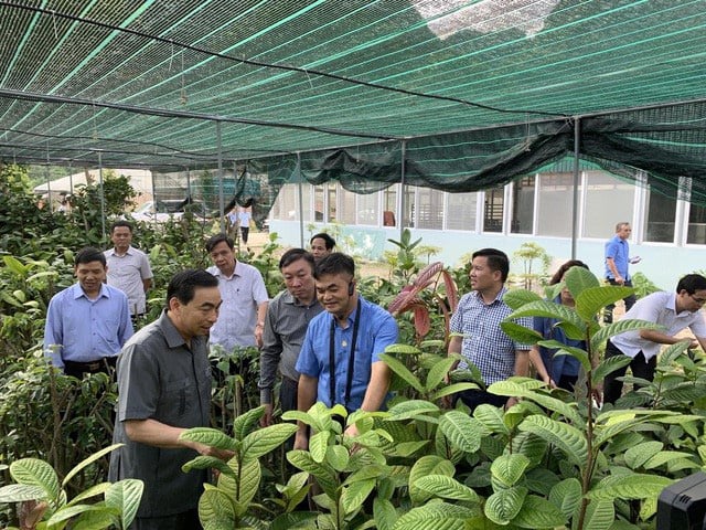 Trà hoa vàng - tinh túy của núi rừng Nho Quan - Ảnh 1.