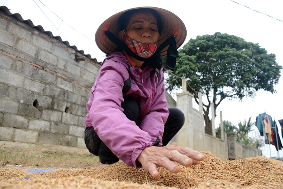 Bài 3: Để bảo hiểm trở thành “người bạn” cho nông dân - Ảnh 1. Bài 3: Để bảo hiểm trở thành “người bạn” cho nông dân - Ảnh 1.