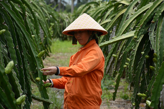 Bài 3: Để bảo hiểm trở thành “người bạn” cho nông dân - Ảnh 5. Bài 3: Để bảo hiểm trở thành “người bạn” cho nông dân - Ảnh 5.