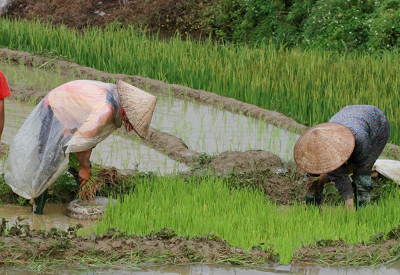Bài 3: Để bảo hiểm trở thành “người bạn” cho nông dân - Ảnh 4. Bài 3: Để bảo hiểm trở thành “người bạn” cho nông dân - Ảnh 4.