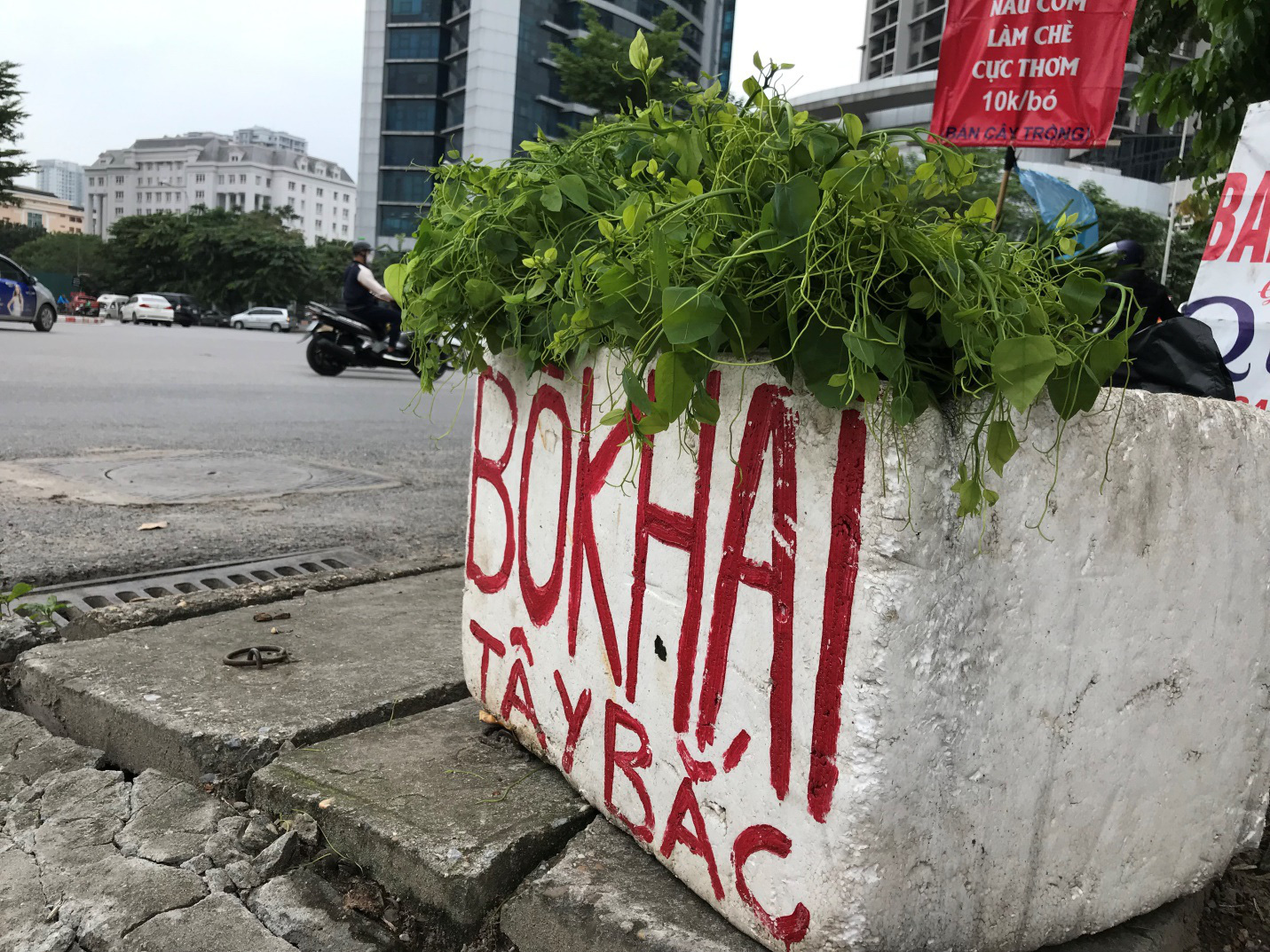 2020: Điểm mặt loạt rau dại bờ bụi của người nghèo đi chuyên cơ ra Thủ đô hóa đặc sản hạng sang - Ảnh 7.