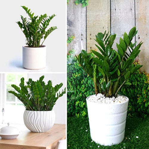 5 loại cây hút tài lộc cực đỉnh, gia chủ nghèo khó mấy cũng làm ăn vượng phát - Ảnh 2.