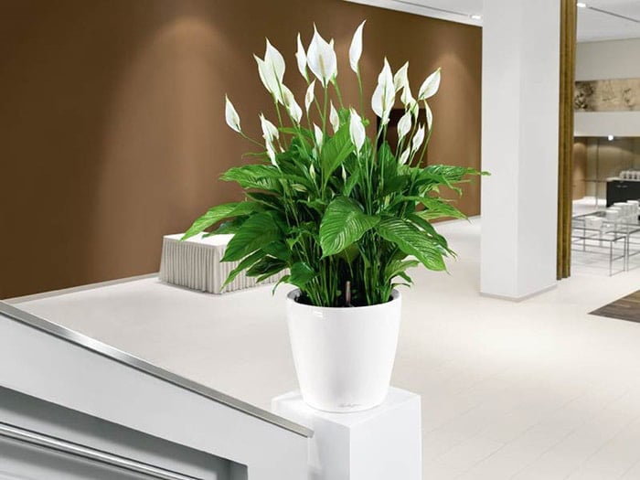 5 loại cây hút tài lộc cực đỉnh, gia chủ nghèo khó mấy cũng làm ăn vượng phát - Ảnh 5.