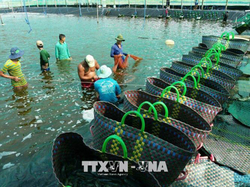 Giá tôm sú oxy đang tăng 'nóng' tại Bạc Liêu - Ảnh 1. Giá tôm sú oxy đang tăng 'nóng' tại Bạc Liêu - Ảnh 1.