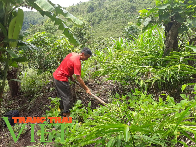 Lợi ích “kép” từ phát triển kinh tế rừng ở Điện Biên - Ảnh 5.