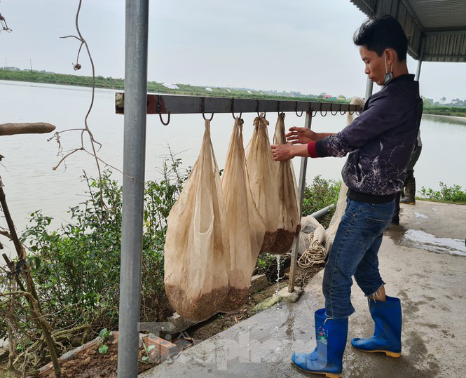 Nông dân Hải Phòng thấp thỏm lo rươi mất mùa - Ảnh 6. Nông dân Hải Phòng thấp thỏm lo rươi mất mùa - Ảnh 6.