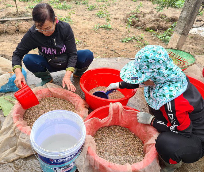 Nông dân Hải Phòng thấp thỏm lo rươi mất mùa - Ảnh 2. Nông dân Hải Phòng thấp thỏm lo rươi mất mùa - Ảnh 2.