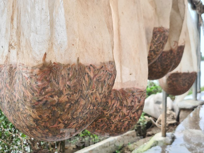 Nông dân Hải Phòng thấp thỏm lo rươi mất mùa - Ảnh 7. Nông dân Hải Phòng thấp thỏm lo rươi mất mùa - Ảnh 7.