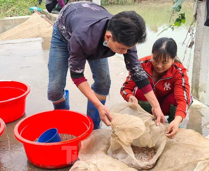 Nông dân Hải Phòng thấp thỏm lo rươi mất mùa - Ảnh 3. Nông dân Hải Phòng thấp thỏm lo rươi mất mùa - Ảnh 3.