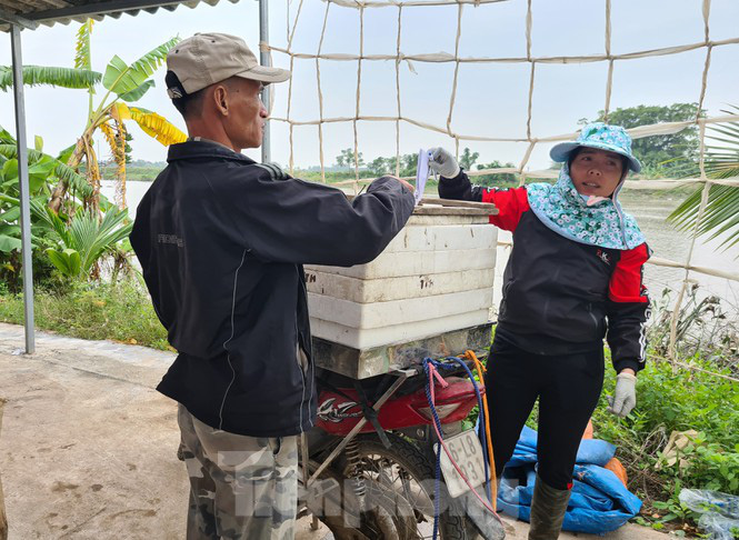 Nông dân Hải Phòng thấp thỏm lo rươi mất mùa - Ảnh 8. Nông dân Hải Phòng thấp thỏm lo rươi mất mùa - Ảnh 8.