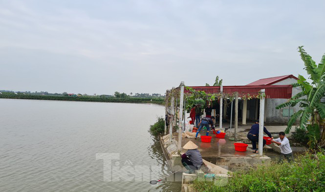 Nông dân Hải Phòng thấp thỏm lo rươi mất mùa - Ảnh 1. Nông dân Hải Phòng thấp thỏm lo rươi mất mùa - Ảnh 1.