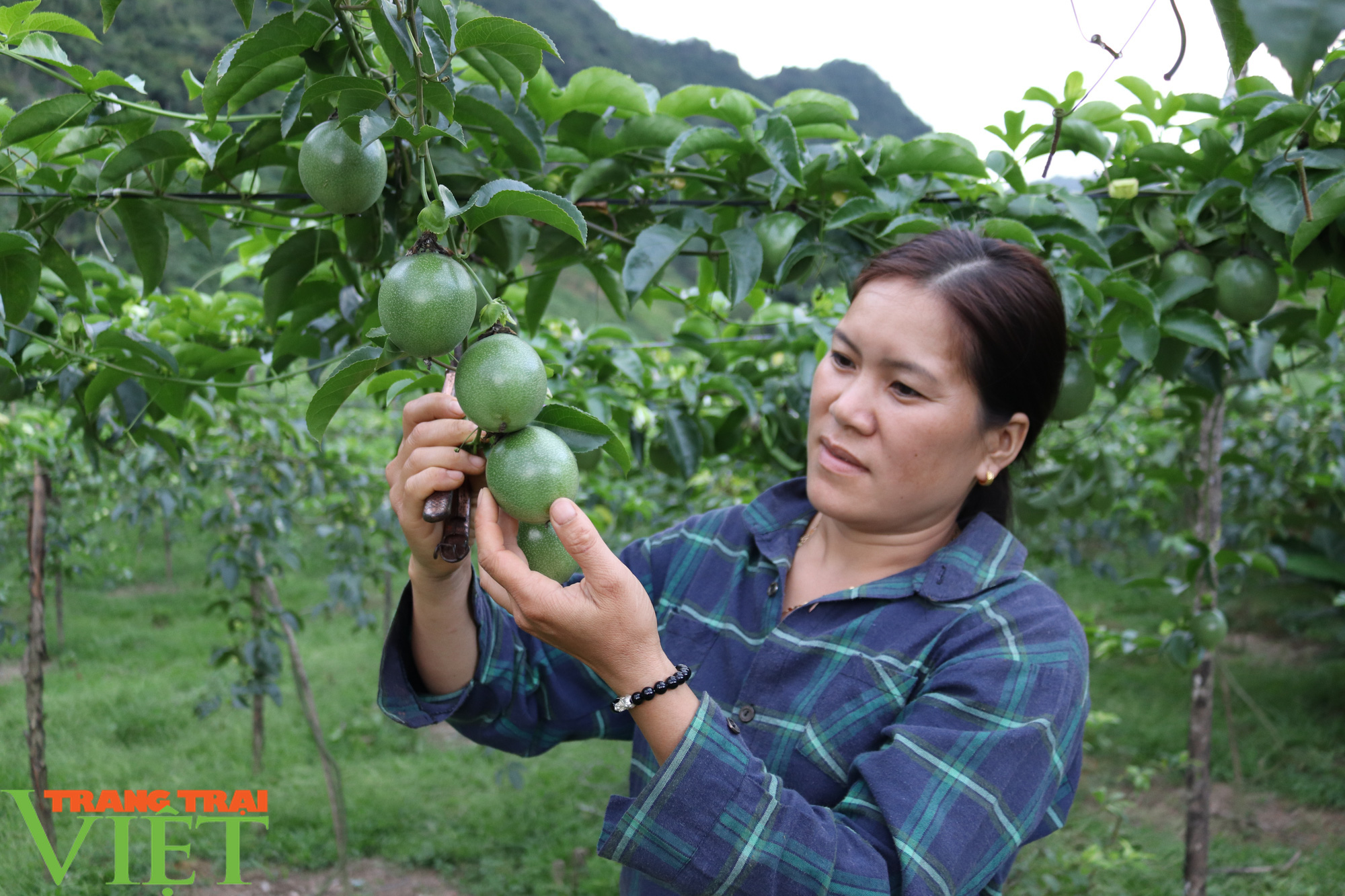 Thuận Châu đẩy mạnh phát triển các chuỗi liên kết trong sản xuất - Ảnh 4.