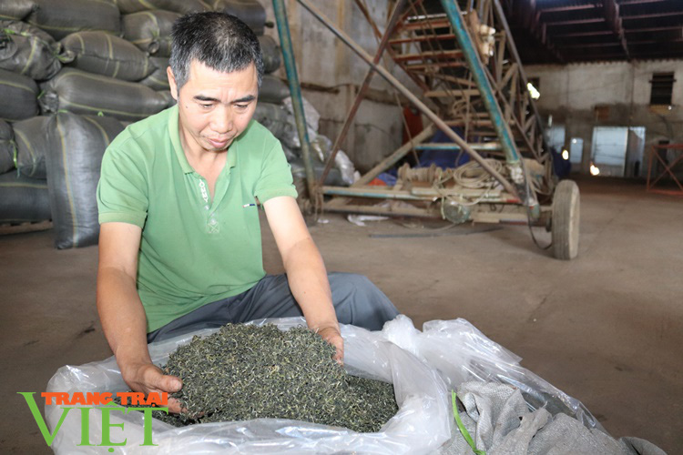 Hiệu quả phong trào nông dân thi đua sản xuất, kinh doanh giỏi ở Thuận Châu - Ảnh 1. Hiệu quả phong trào nông dân thi đua sản xuất, kinh doanh giỏi ở Thuận Châu - Ảnh 1.
