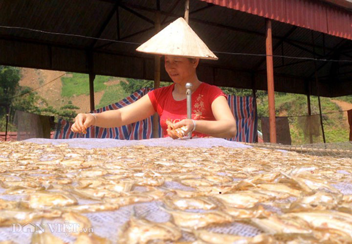 Về Quỳnh Nhai thưởng thức đặc sản cá tép dầu - Ảnh 4. Về Quỳnh Nhai thưởng thức đặc sản cá tép dầu - Ảnh 4.