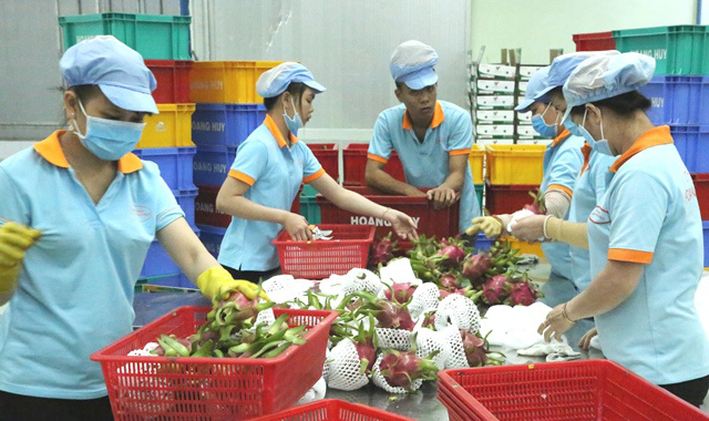 Long An: Một lão nông xuất khẩu được 27 tấn thanh long sang Hà Lan - Ảnh 3. Long An: Một lão nông xuất khẩu được 27 tấn thanh long sang Hà Lan - Ảnh 3.