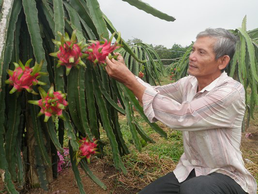 Long An: Một lão nông xuất khẩu được 27 tấn thanh long sang Hà Lan - Ảnh 2. Long An: Một lão nông xuất khẩu được 27 tấn thanh long sang Hà Lan - Ảnh 2.