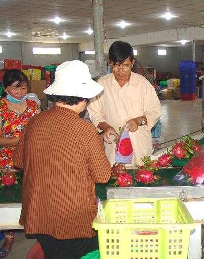 Long An: Một lão nông xuất khẩu được 27 tấn thanh long sang Hà Lan - Ảnh 1. Long An: Một lão nông xuất khẩu được 27 tấn thanh long sang Hà Lan - Ảnh 1.