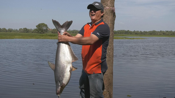 Câu cá tra "khủng" ở Vườn Quốc gia Tràm Chim, có con dài gần 1m - Ảnh 1. Câu cá tra "khủng" ở Vườn Quốc gia Tràm Chim, có con dài gần 1m - Ảnh 1.