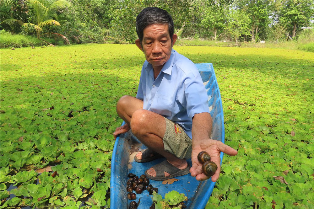 Nuôi loài ốc bươu đen, lão nông miền Tây đổi đời - Ảnh 30. Nuôi loài ốc bươu đen, lão nông miền Tây đổi đời - Ảnh 30.