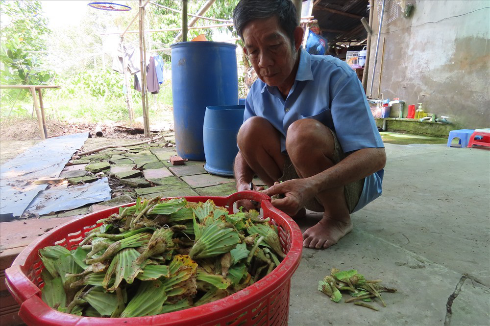Nuôi loài ốc bươu đen, lão nông miền Tây đổi đời - Ảnh 24. Nuôi loài ốc bươu đen, lão nông miền Tây đổi đời - Ảnh 24.