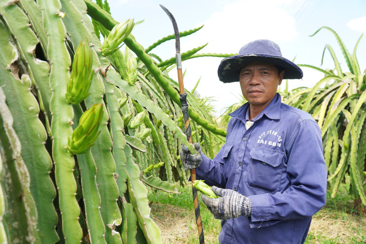 Nông dân ngừng cho thanh long ra trái - Ảnh 2. Nông dân ngừng cho thanh long ra trái - Ảnh 2.