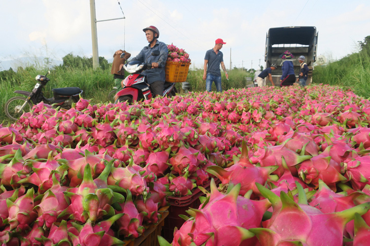 Nông dân ngừng cho thanh long ra trái - Ảnh 3. Nông dân ngừng cho thanh long ra trái - Ảnh 3.