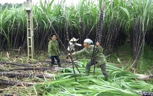 Mùa mía đắng xứ Mường - Ảnh 3. Mùa mía đắng xứ Mường - Ảnh 3.