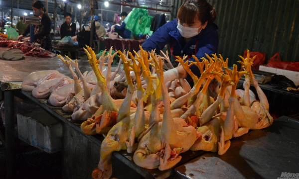 Trồng rau thủy canh thu hàng chục triệu đồng mỗi ngày - Ảnh 21. Trồng rau thủy canh thu hàng chục triệu đồng mỗi ngày - Ảnh 21.
