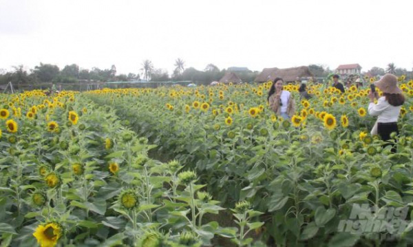 Trồng rau thủy canh thu hàng chục triệu đồng mỗi ngày - Ảnh 15. Trồng rau thủy canh thu hàng chục triệu đồng mỗi ngày - Ảnh 15.