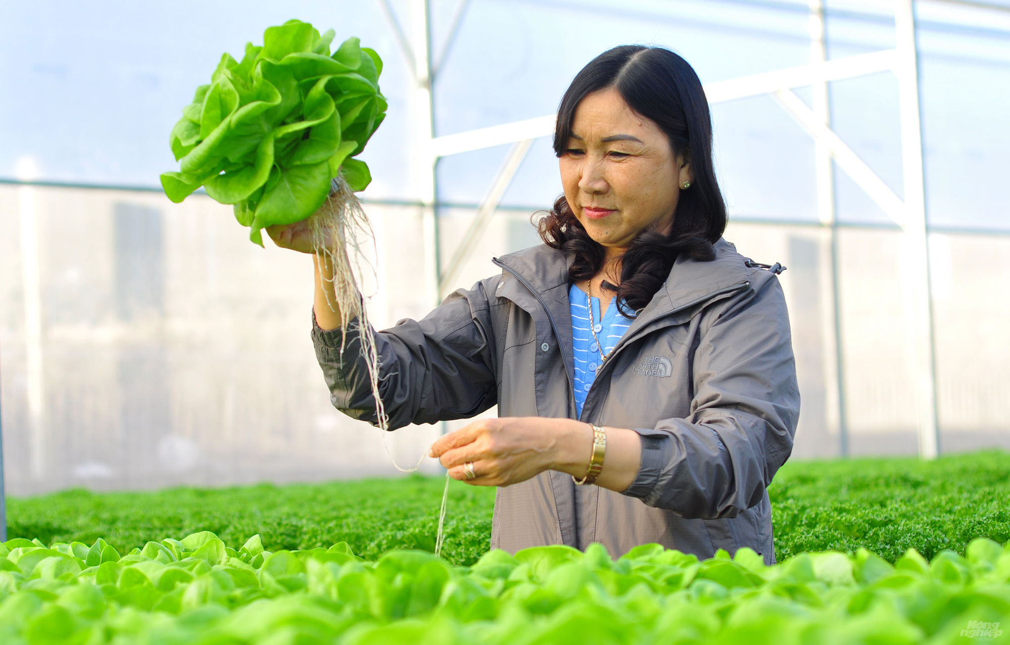 Trồng rau thủy canh thu hàng chục triệu đồng mỗi ngày - Ảnh 5. Trồng rau thủy canh thu hàng chục triệu đồng mỗi ngày - Ảnh 5.