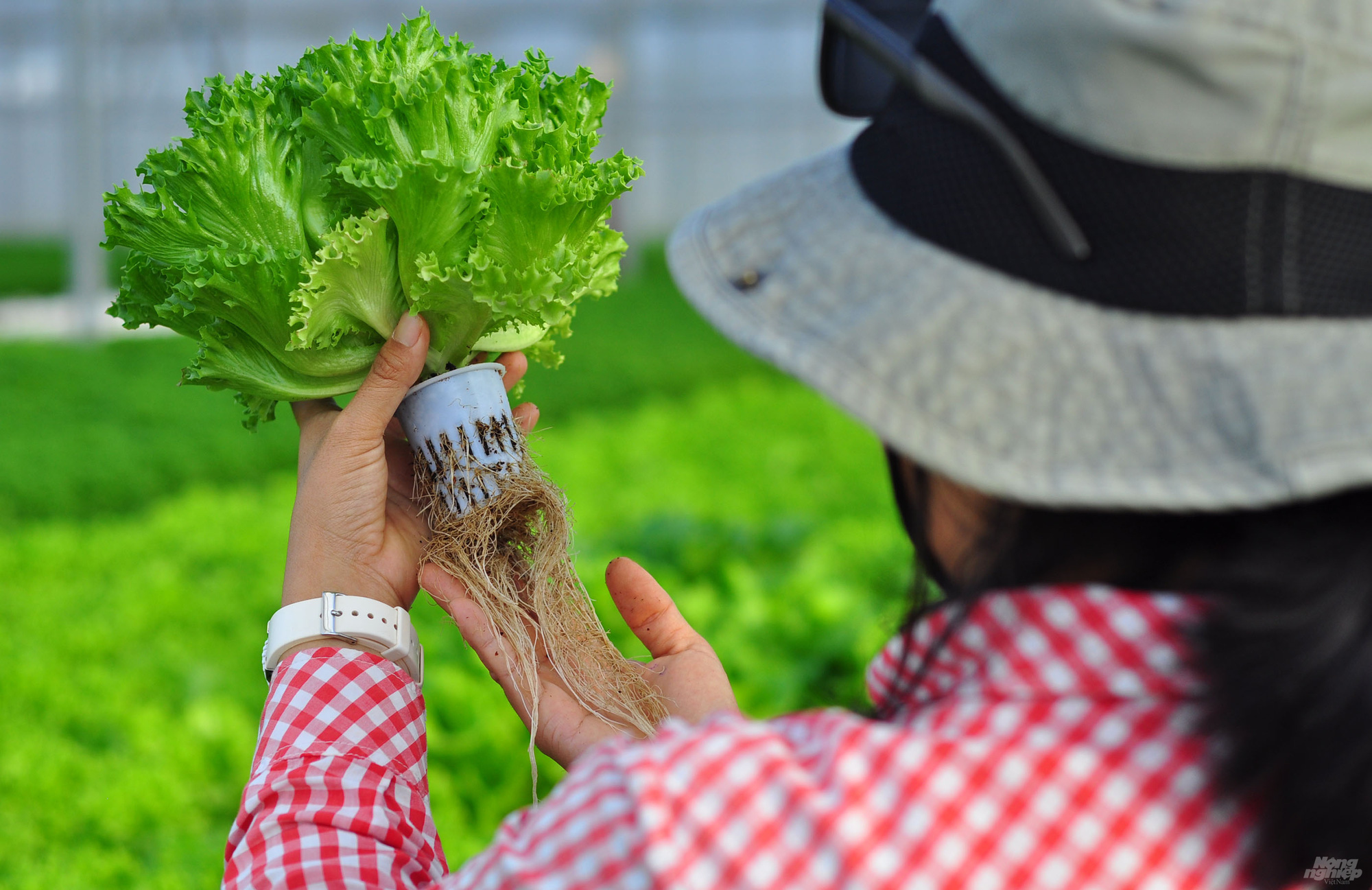 Trồng rau thủy canh thu hàng chục triệu đồng mỗi ngày - Ảnh 9. Trồng rau thủy canh thu hàng chục triệu đồng mỗi ngày - Ảnh 9.