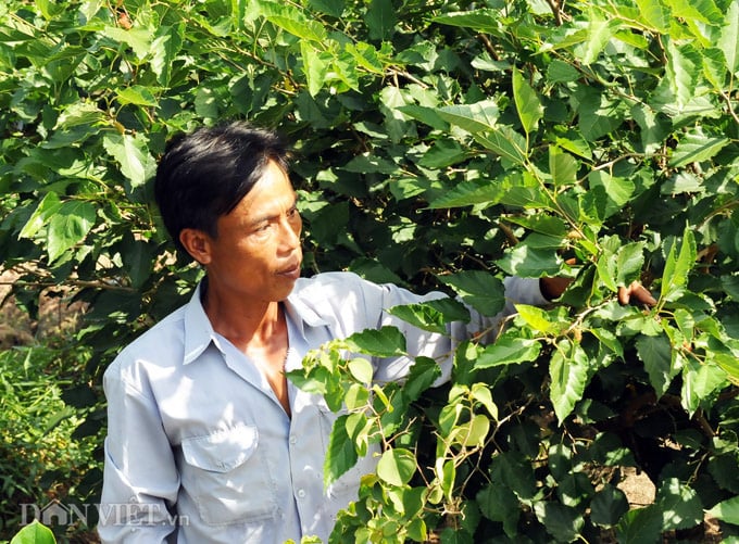 Đưa thứ cây ra trái như trứng ốc về trồng, đổi đời vì ai ăn cũng mê - Ảnh 3. Đưa thứ cây ra trái như trứng ốc về trồng, đổi đời vì ai ăn cũng mê - Ảnh 3.