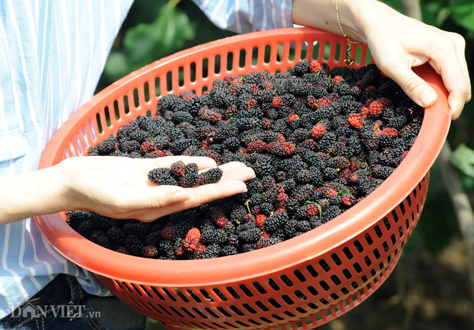 Đưa thứ cây ra trái như trứng ốc về trồng, đổi đời vì ai ăn cũng mê - Ảnh 18. Đưa thứ cây ra trái như trứng ốc về trồng, đổi đời vì ai ăn cũng mê - Ảnh 18.