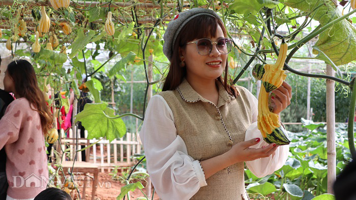 Lạc vào khu vườn diệu kỳ toàn bầu bí độc lạ của lão nông Đà Lạt - Ảnh 9. Lạc vào khu vườn diệu kỳ toàn bầu bí độc lạ của lão nông Đà Lạt - Ảnh 9.