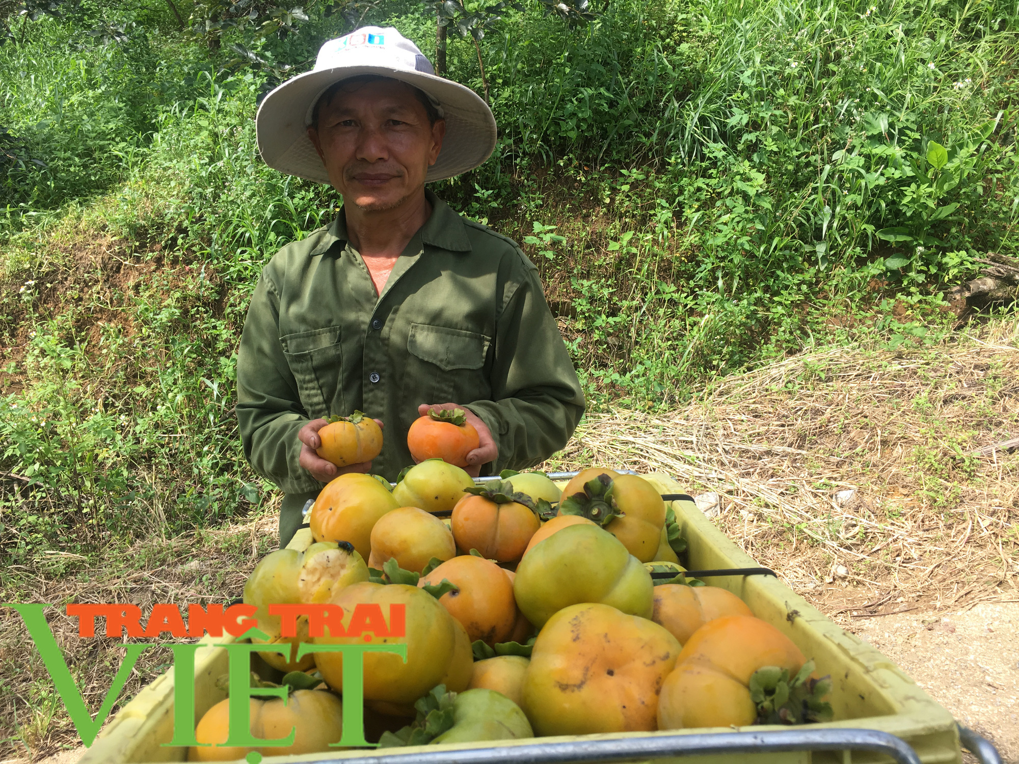 Hội Nông dân Sơn La hỗ trợ các hội viên phát triển kinh tế - Ảnh 2.