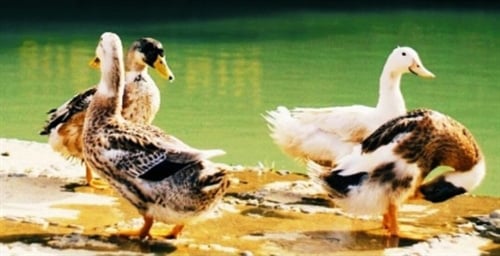 Vịt suối Cao Bằng, khắc mỏ, bấm móng chân, bơi lang thang, ngon đáo để - Ảnh 1. Vịt suối Cao Bằng, khắc mỏ, bấm móng chân, bơi lang thang, ngon đáo để - Ảnh 1.