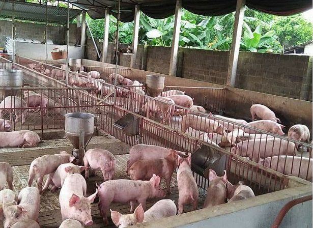 Giá heo hơi hôm nay 26/2: Nhiều nơi ở mốc 70.000 đồng/kg - Ảnh 1. Giá heo hơi hôm nay 26/2: Nhiều nơi ở mốc 70.000 đồng/kg - Ảnh 1.