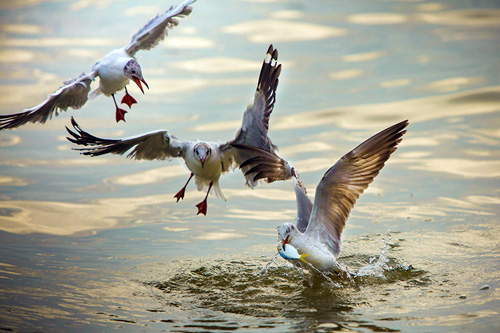 Từng đàn chim hải âu tranh nhau bắt cá trên sông ở Kiên Giang - Ảnh 3. Từng đàn chim hải âu tranh nhau bắt cá trên sông ở Kiên Giang - Ảnh 3.