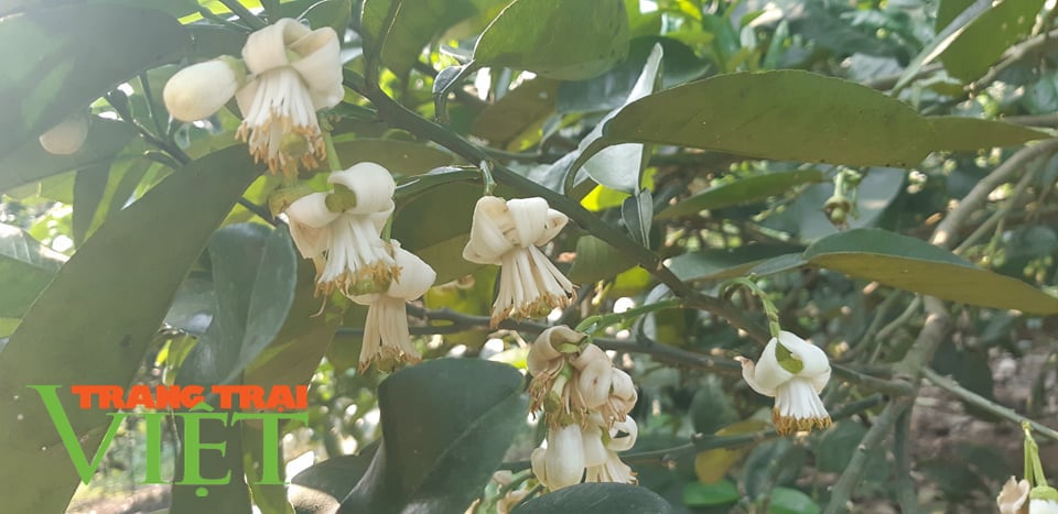 Lung linh mùa hoa bưởi xứ Mường - Ảnh 1. Lung linh mùa hoa bưởi xứ Mường - Ảnh 1.