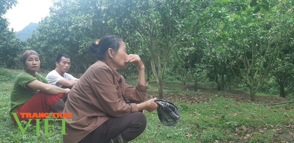 Lung linh mùa hoa bưởi xứ Mường - Ảnh 4. Lung linh mùa hoa bưởi xứ Mường - Ảnh 4.