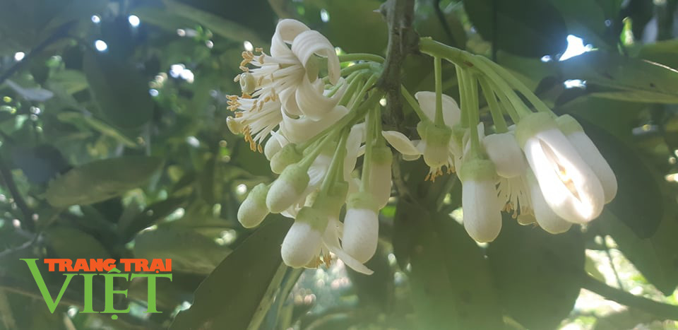 Lung linh mùa hoa bưởi xứ Mường - Ảnh 3. Lung linh mùa hoa bưởi xứ Mường - Ảnh 3.