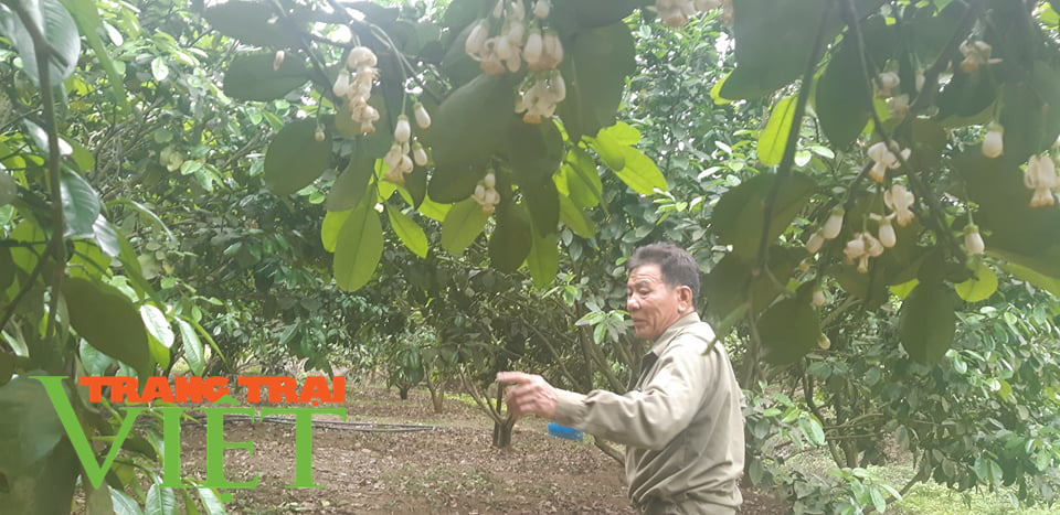 Lung linh mùa hoa bưởi xứ Mường - Ảnh 2. Lung linh mùa hoa bưởi xứ Mường - Ảnh 2.